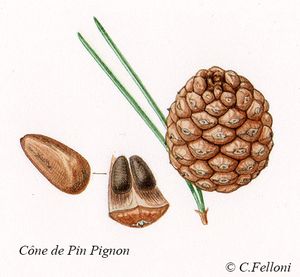 Cônes et Cupules