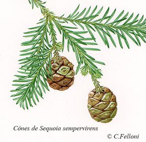 Cônes et Cupules