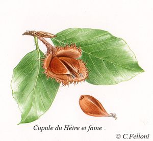 Cônes et Cupules