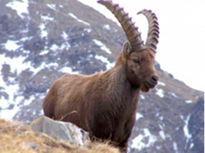 Des Racines et des Ailes: Un balcon sur les Alpes