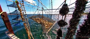 Des Racines et des ailes: Du Languedoc au Roussillon