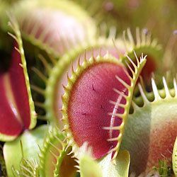 La vie fixée chez les plantes
