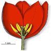 Dissection florale