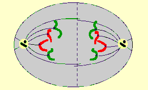 La mitose et cycle cellulaire