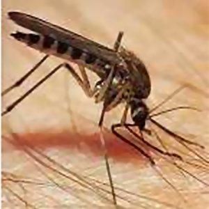 Ce moustique qui a résolu un meurtre