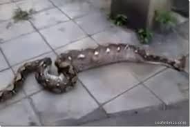 El niño tragado por la serpiente