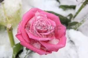 Ce matin, une rose... (300ème défi du Samedi!)