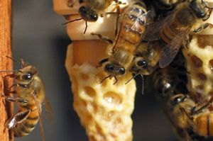 Étouffée par la politique israélienne, l’apiculture palestinienne meurt à petit feu