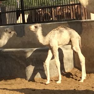Un dromadaire à Bikaner