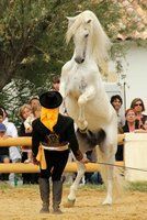 Spectacle équestre gratuit aux arènes