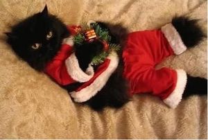 The cat