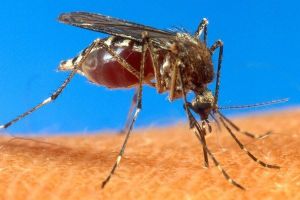 Chikungunya déjà 47 cas en France métropolitaine
