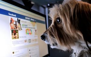 Facebook bientôt accessible hors connexion?
