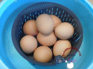 OEUFS A LA FLORENTINE (thermomix)
