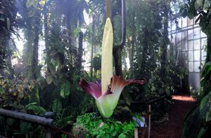 Amorphophallus Titanum