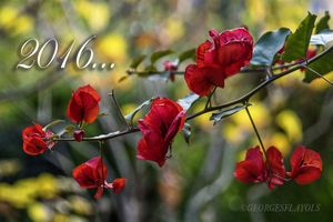 Bonne et heureuse année 2016