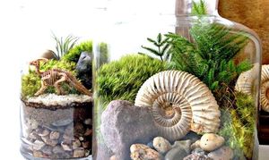 Comment faire un terrarium pour vos plantes ?