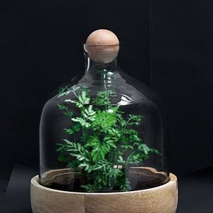 Comment faire un terrarium pour vos plantes ?