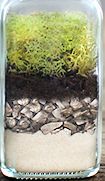 Comment faire un terrarium pour vos plantes ?