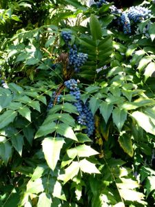 Le "Clos Fleuri" en octobre 2014