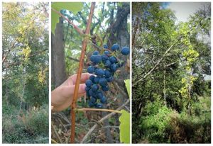 les vignes poussent les pieds dans l'eau et les branches dans les arbres