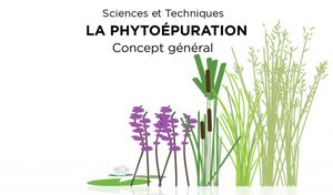 Phytoépuration