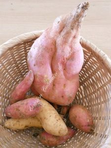 Quelques idées de Salades & Plats pour Enfants