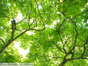 Escapades au Fil des Saisons : Été (part 1)