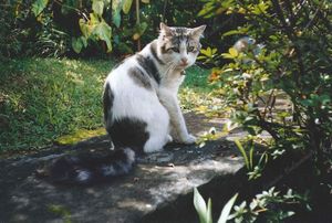 Histoire de Chats : Patapouf & Famille