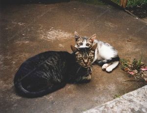 Histoire de Chats : Patapouf & Famille