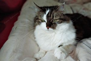 Histoire de Chats : Kenzo