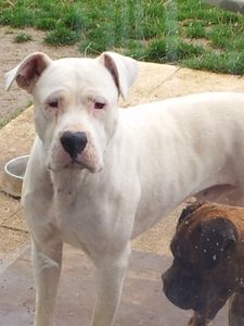 Diesel ou le rêve d'un gosse !!!