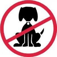 Les 5 aliments qui peuvent tuer un chien