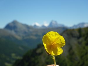 En Queyras depuis Le Roux 1750m