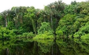 @Forêt congolaise au bord de l'Alima
