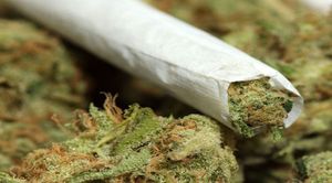 La LADDH accuse le Royaume chérifien d’inonder l’Algérie par la Drogue