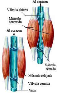 ¿Qué es la congestión muscular?