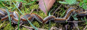 Information à la population : Traitement Biocide contre la chenille processionnaire