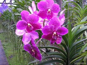 Les Orchidées de l’amour