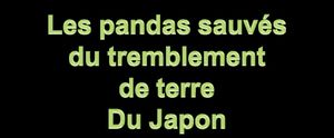 SAUVETAGE APRES DE TREMBLEMENT DE TERRE