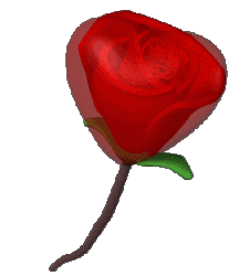une rose