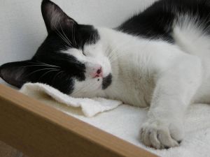 DOMINO LA TENDRESSE