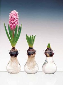 Plantation de bulbes de jacinthe au CP E.
