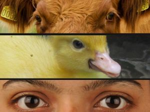 Defensa animalista desde la Universidad deCompostela