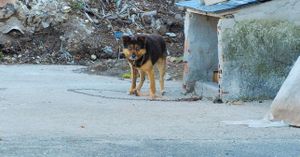 Abogados que defienden a los animales