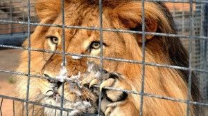 Danger! pétition anti animaux dans les cirques de 30 millions d'amis. Lire et signer.