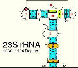 si-RNA che inibisce Twist