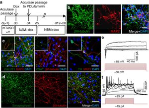 Le tappe delle conversione dei neuroni iniettando i "ponti" derivati da staminali