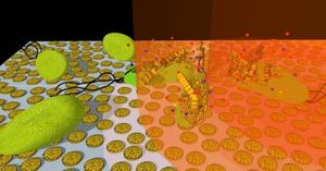 Come uccidere i batteri con nanodischi d'oro in combinazione con la luce