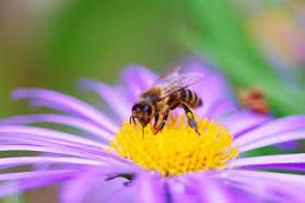 Que l'âme de l'abeille investisse à nouveau et en nombre nos campagnes et nos montagnes.